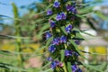 Close up of blue flowers of Liatris Spicata or Dense Blazing Star plant