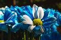 Close up blue Flowers. Nature background. Chrysanthemums bouquet. Mother`s and Womens Day.