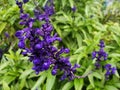 Blue flowers Salvia farinacea or Lavandula