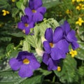 Close-up of the blue flowers of Thunbergia erecta