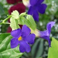 Close-up of the blue flowers of Thunbergia erecta