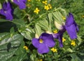 Close-up of the blue flowers of Thunbergia erecta