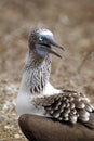 Close up of a blue footed booby