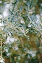 A close-up of blue fox trees on the branches. A small depth of field. Royalty Free Stock Photo