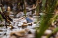 Close up of blue frog with yellow eyes in a natural pond Royalty Free Stock Photo