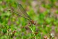 Close-up of a Blue-Fronted Dancer perched on a plant with a blurred green background Royalty Free Stock Photo