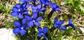 Close up of blue gentiana flowers.