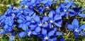 Close up of blue gentiana flowers.