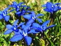 Close up of blue gentiana sierrae