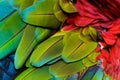 Close up of blue-and-gold macaw bird`s feathers. Royalty Free Stock Photo