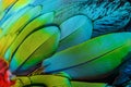 Close up of blue-and-gold macaw bird`s feathers. Royalty Free Stock Photo