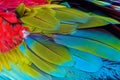 Close up of blue-and-gold macaw bird`s feathers. Royalty Free Stock Photo