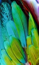 Close up of blue-and-gold macaw bird`s feathers. Royalty Free Stock Photo