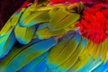 Close up of blue-and-gold macaw bird`s feathers. Royalty Free Stock Photo