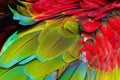 Close up of blue-and-gold macaw bird`s feathers. Royalty Free Stock Photo