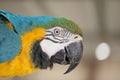 Close up blue and gold macaw head. Royalty Free Stock Photo