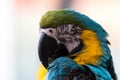 Close-Up of the Blue and Gold Macaw Royalty Free Stock Photo