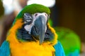 Close up Blue and gold macaw parrot head. Royalty Free Stock Photo