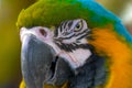 Close up Blue and gold macaw parrot head. Royalty Free Stock Photo