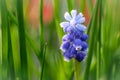 close-up of blue grape hyacinth against green background