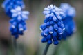 Close up of a blue grape hyacinth, Muscari armeniacum Royalty Free Stock Photo