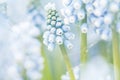 Close up of blue grape hyacinths Royalty Free Stock Photo