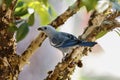 Blue-gray Tanager perching on a tree branch, San Jose do Rio Claro, Mato Grosso, Brazil Royalty Free Stock Photo