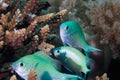 Close up of Blue-green Chromis fish