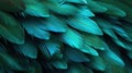 Close up of a blue and green feather