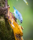 Close up of a blue grey tanager eating a banana Royalty Free Stock Photo
