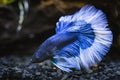 Close up of blue half moon Siamese fighting fish