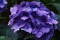 Close up of blue hortensia flower in garden Royalty Free Stock Photo