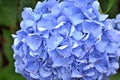 Close up Blue Hydrangea flower