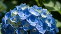 Close-up of a blue hydrangea flower head with light and shadow play flowers bloom Royalty Free Stock Photo