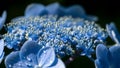 Close up of a Blue Hydrangea Flower with Water Droplets Royalty Free Stock Photo