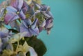 Close-up of a blue hydrangea plant