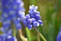 Blue inflorescence of an Armenian grape hyacinth (Muscari armeniacum) in the sun Royalty Free Stock Photo