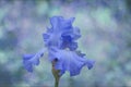 Blue iris flower close up Royalty Free Stock Photo