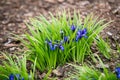 Close up on blue iris graminea flower Royalty Free Stock Photo