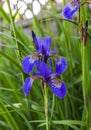 Purple blue irises flowering plants.