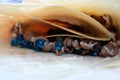 close-up blue jelly with conflakes on crepes, sweet dessert