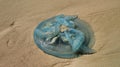 Closeup of blue jellyfish on the beach, Queensland, Australia Royalty Free Stock Photo