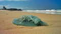 Closeup of blue jellyfish on the beach. Surfers Paradise, Gold Coast, Queensland, Australia. Royalty Free Stock Photo