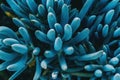 Close-up of a blue kleinia mandraliscae plant taken from above Royalty Free Stock Photo