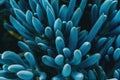 Close-up of a blue kleinia mandraliscae plant taken from above Royalty Free Stock Photo