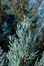 Close up Blue Lawson Cypress or Chamaecyparis lawsoniana Isolated on Nature Background