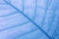 Close up blue leaf detail nature abstract texture background