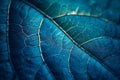 Close-up of Blue Leaf Texture Royalty Free Stock Photo