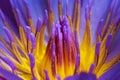 Close up blue lotus pollen Royalty Free Stock Photo