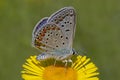 Close up of blue lycaenidae butterfly sitting on yellow flower